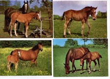 4 AK Pferde, Fohlen