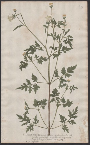 Bidens bipinnata goldmarie - bidens,