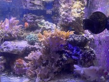 Lebende Steine Meerwasser