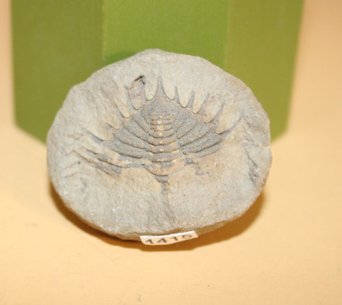Cryphaeoides rostratus - cryphaeoides,