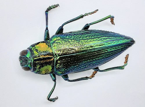 Buprestidae chrysodema - buprestidae,,