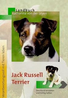 Jack russell terrier - jack,