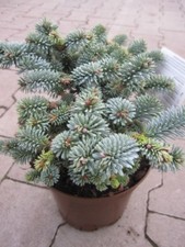 Abies procera blaue - procera, hexe