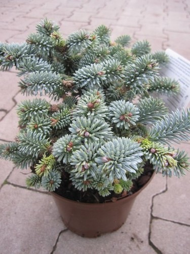 Abies procera blaue hexe - abies,
