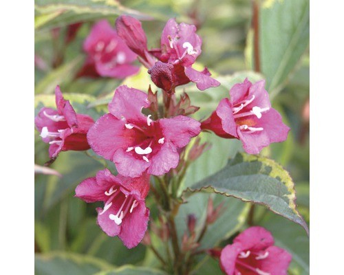 Weigelie floraself weigela - floraself,