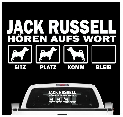 Jack russell terrier - jack,