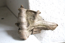 Schwemmholz Treibholz Skulptur