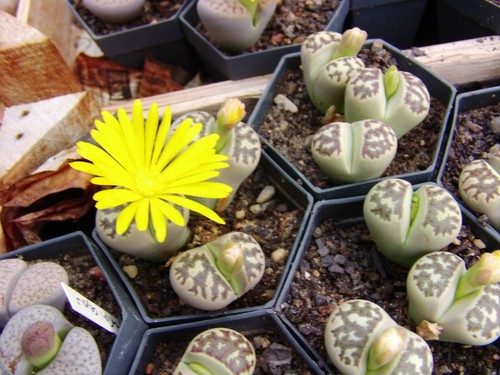 Lithops dorotheae schönster - -,