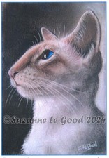 Siamkatze Tabbypoint