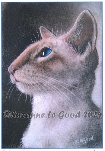 Siamkatze tabbypoint - siamkatze,