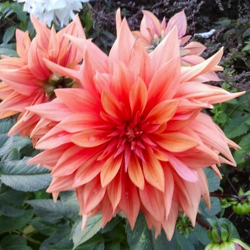 Dahlien - (◕‿◕)\@,