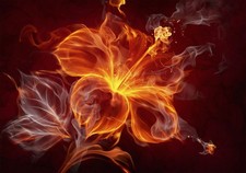 Blumen Feuer Violett Dunkel