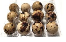 Wachteleier 12 Stück rohe