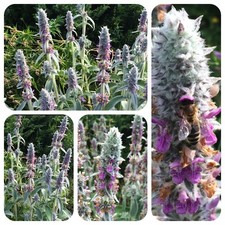 Wollziest Stachys byzantina