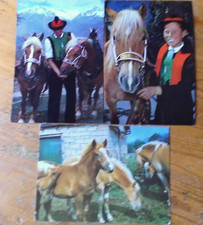 Postkarte AK Pferd