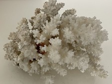 Große Weiße Baum Stein