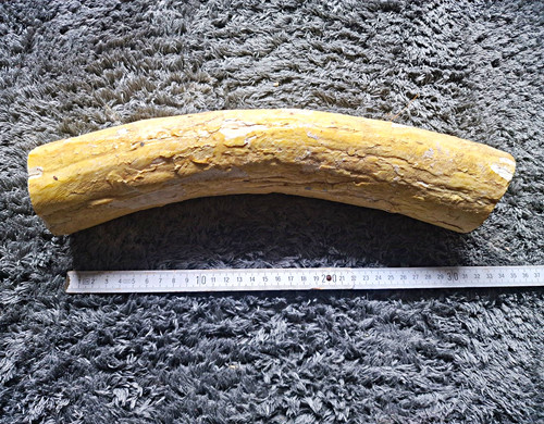 Mammut