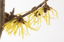 Hamamelis mollis 'Pallida'