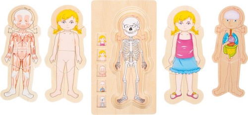 Schichtenpuzzle anatomie - schichtenpuzzle,