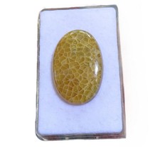 Petoskey Stein - Fossile