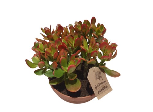 Geldbaum dickblatt crassula - dickblatt,