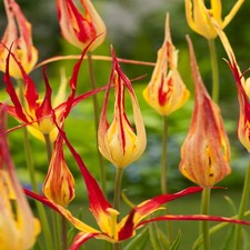 Tulpen Blumenzwiebeln Zwiebeln