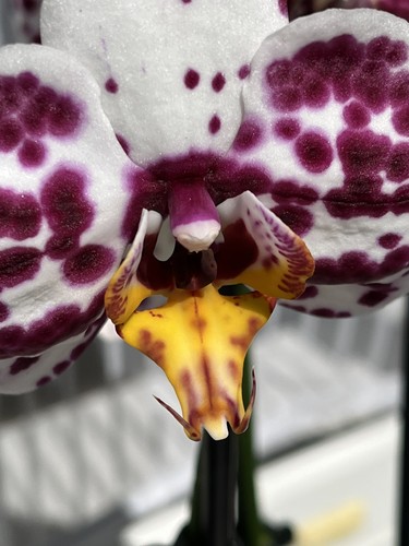 Orchidee phalaenopsis mit - phalaenopsis,