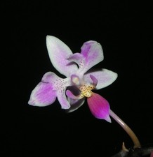 Phalaenopsis equestris 'Three Lips'