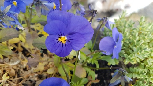 Hornveilchen viola cornuta - hornveilchen,