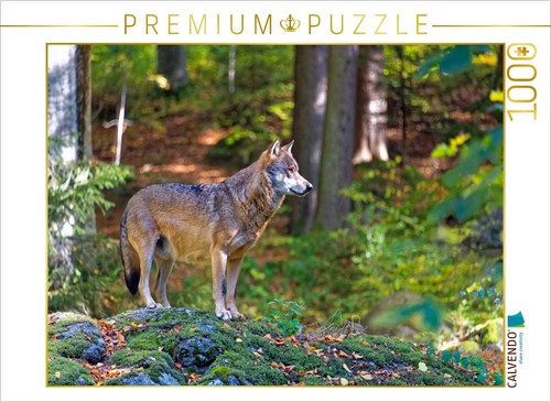 Calvendo puzzle wolf - puzzle, im
