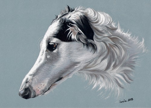 Windhund levrier barsoi - *,
