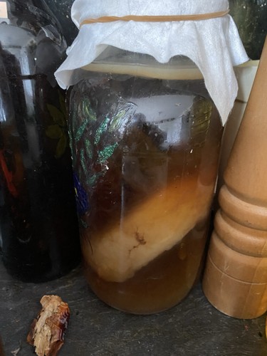 Kombucha-Teepilz