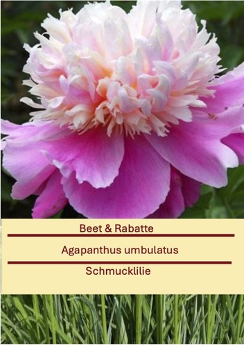Paeonia evening dream - paeonia,