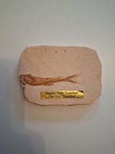 Fossiler Fisch Dastilbe |
