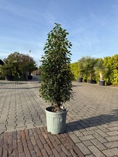 Prunus lusitanica Angustifolia