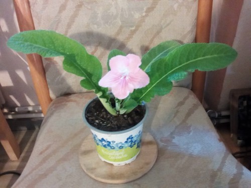 Streptocarpus drehfrucht - streptocarpus,