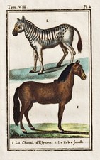 Pferd horse cheval Zebra Tier