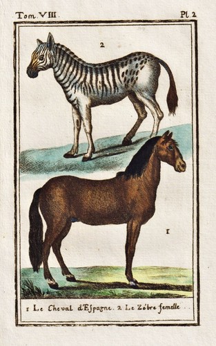 Pferd horse cheval zebra tier - horse,