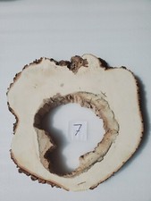 Int7 XL Deko Baumscheibe Ahorn 60x57x8 hohl ca.70 Jahre Holzscheibe Tischplatte