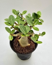 Sehr schöne Kleine Adenium Baobab Wüstenrose M1