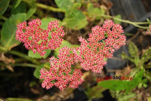 Lachsrosa fetthenne - lachsrosa,