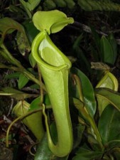 NEPENTHES CHANIANA –