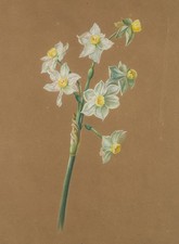 J. WINK (1748-1817), Pflanzenstudie, Weiße Narzissen,  1780, Gouache Romantik