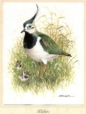 Kiebitz (Vanellus vanellus)