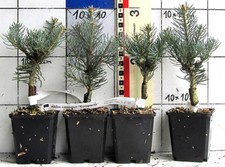 Abies concolor "Compacta"