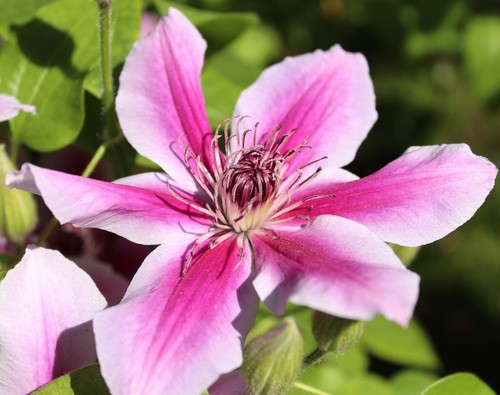 Waldrebe clematis ruppel - waldrebe,