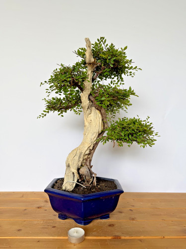 Bonsai chinesische ulme nr - bonsai,