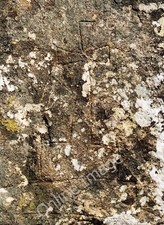 Foto 12x8 Kinnelhead Bastle-Haus Cross-B Peat Hill\/NT0101 Kreuz eingeschnitten um 2002