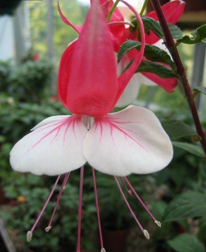 Fuchsien pflanze impudence - fuchsien, "impudence"