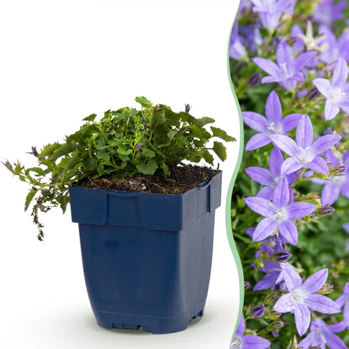 Campanula posch stella - campanula,